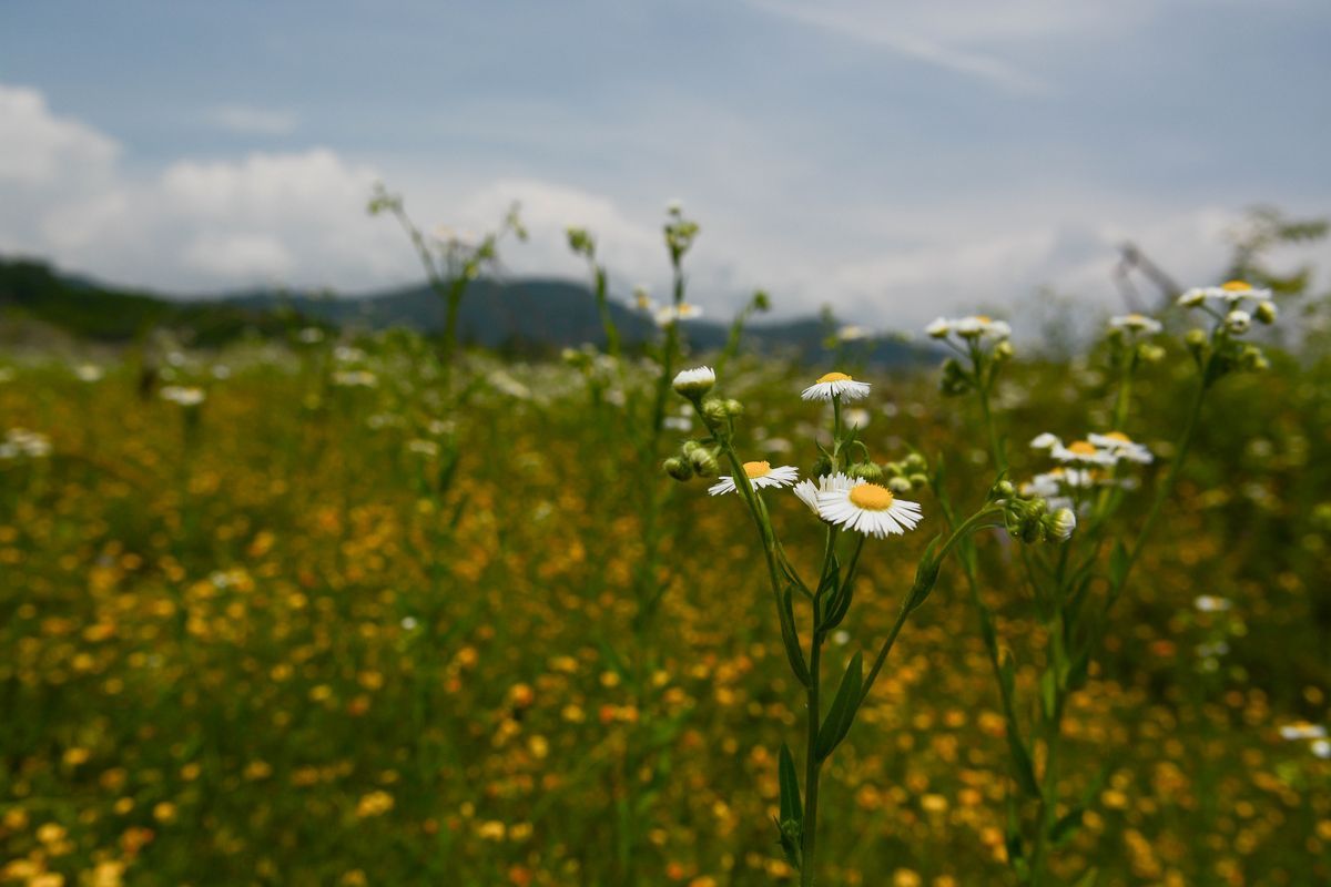Il paesaggio e l'ambiente — foto 6