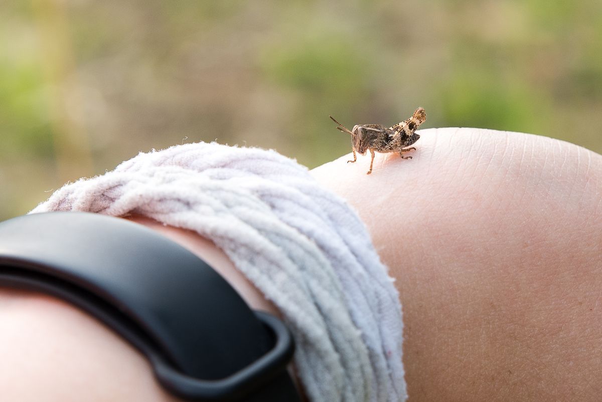 La fauna: gli insetti