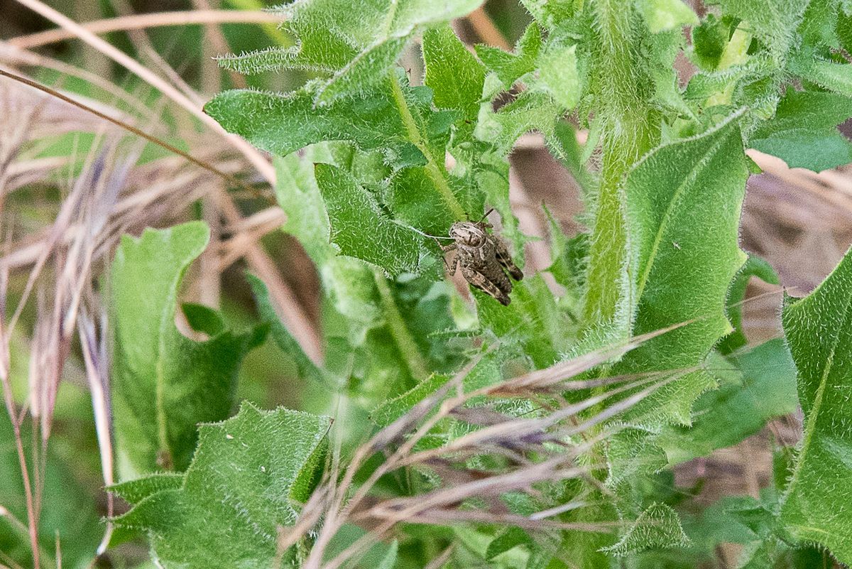 La fauna: gli insetti — foto 2