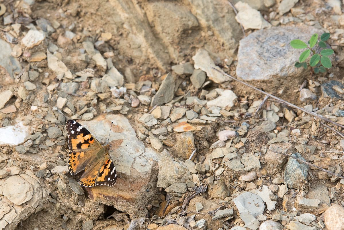 La fauna: gli insetti — foto 3
