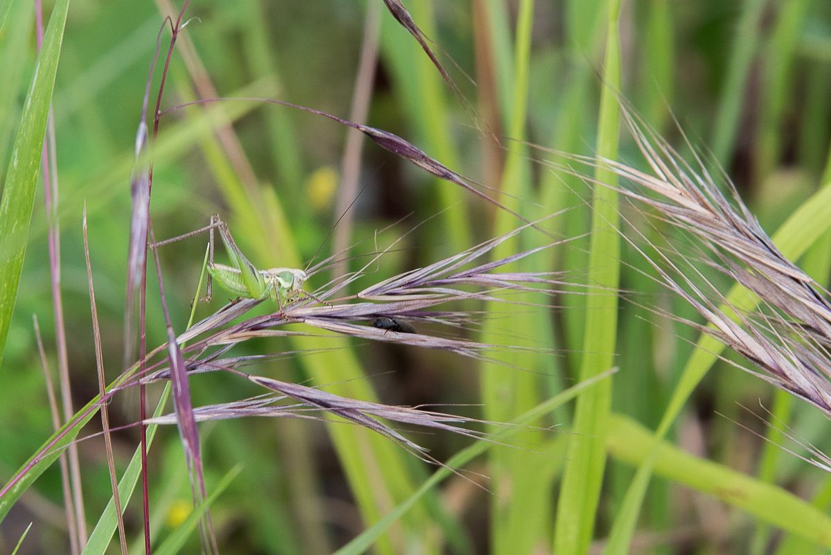 La fauna: gli insetti — foto 4