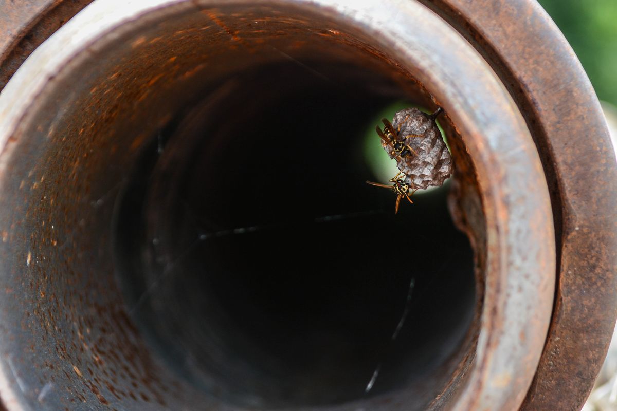 La fauna: gli insetti — foto 5