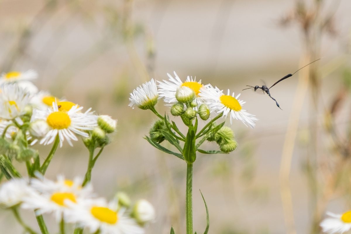 La fauna: gli insetti — foto 6