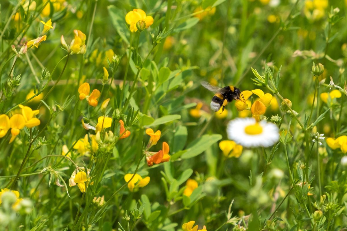 La fauna: gli insetti — foto 7