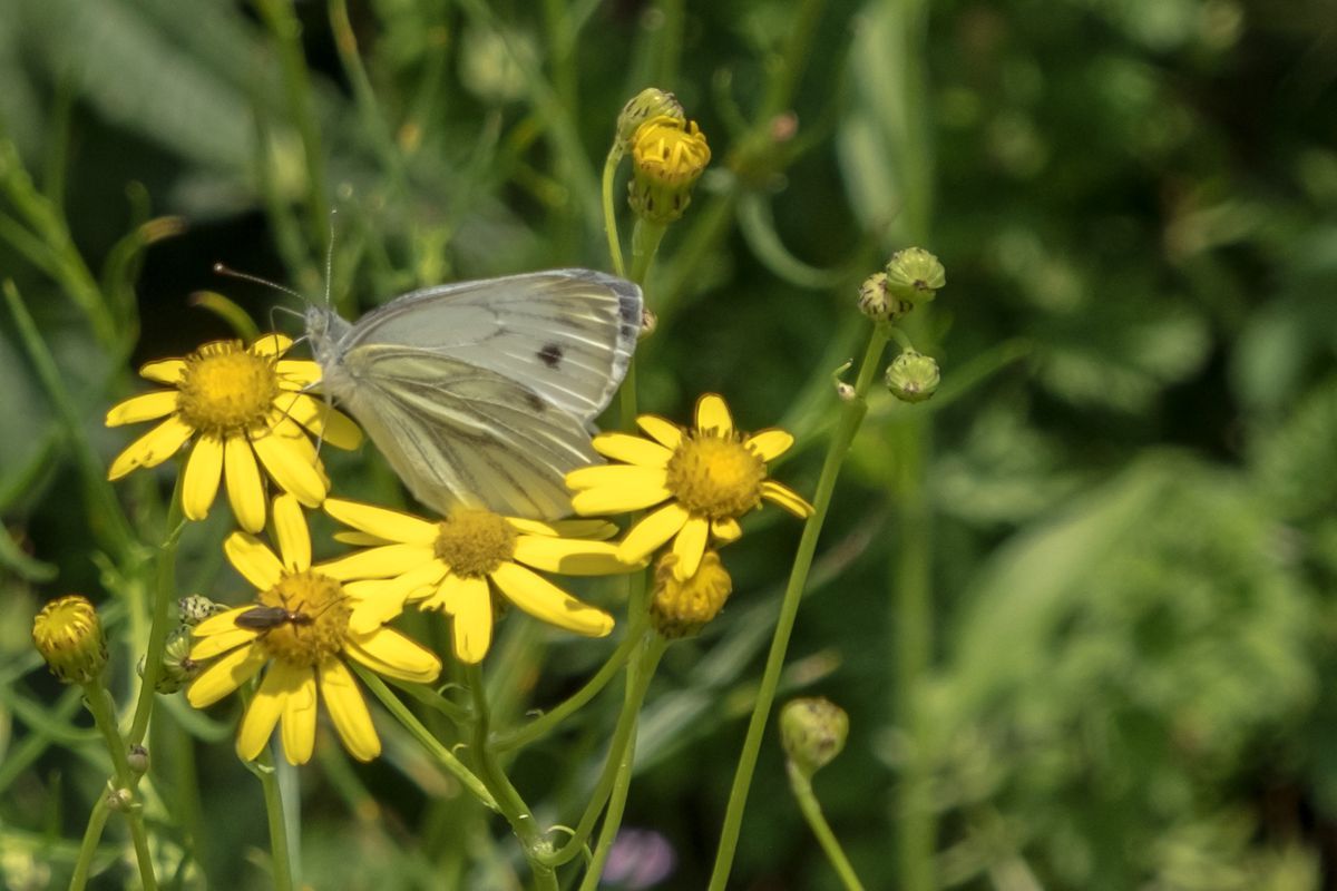 La fauna: gli insetti — foto 8