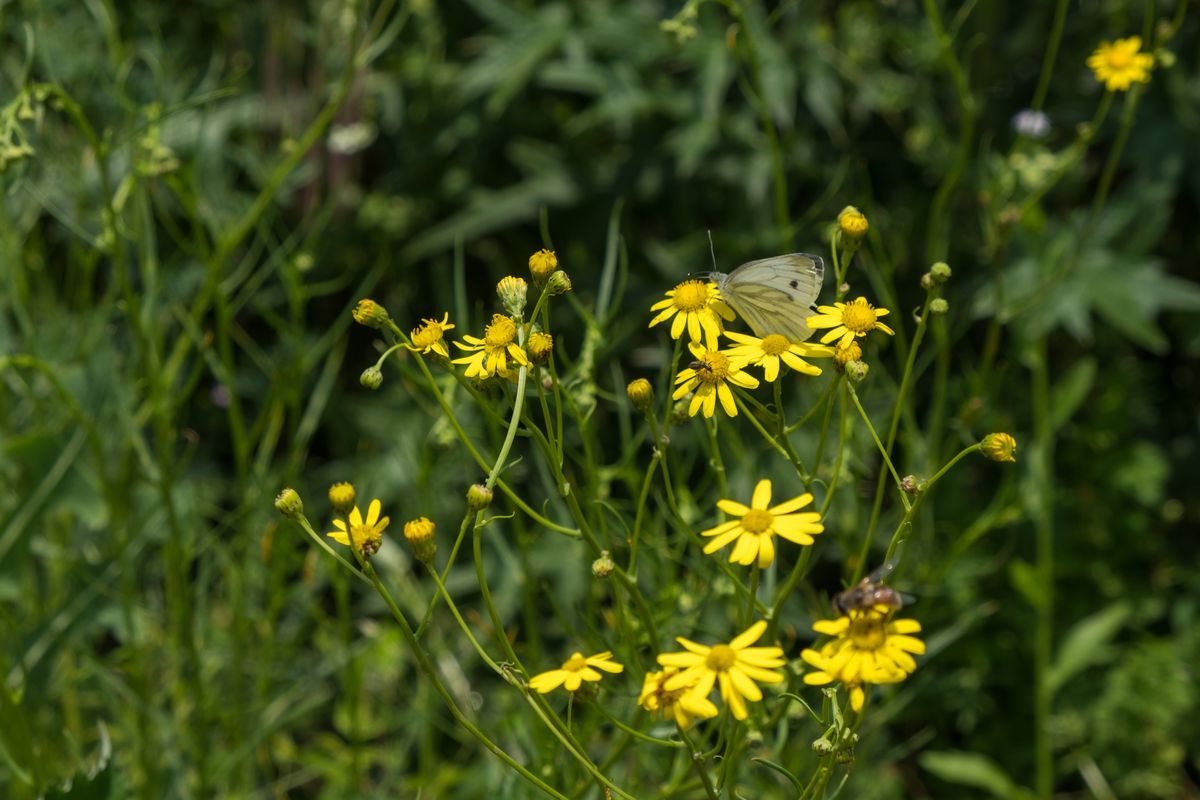 La fauna: gli insetti — foto 9
