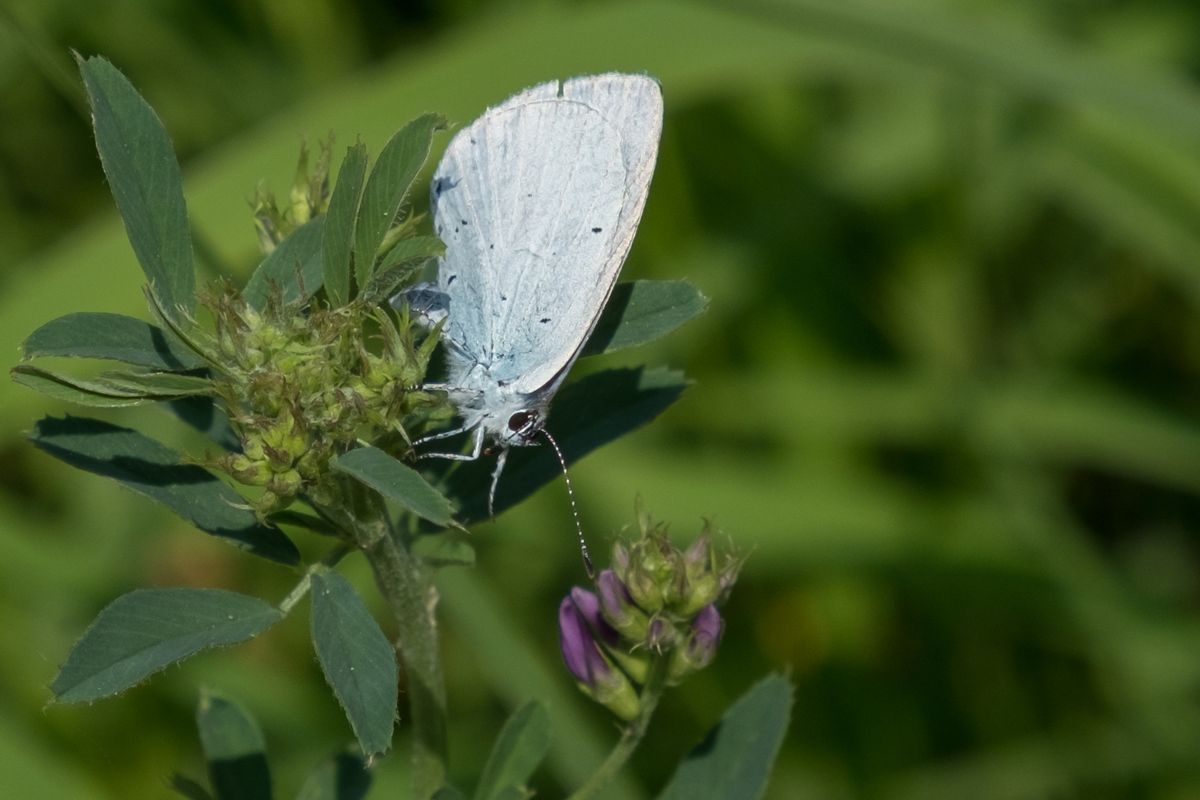 La fauna: gli insetti — foto 10