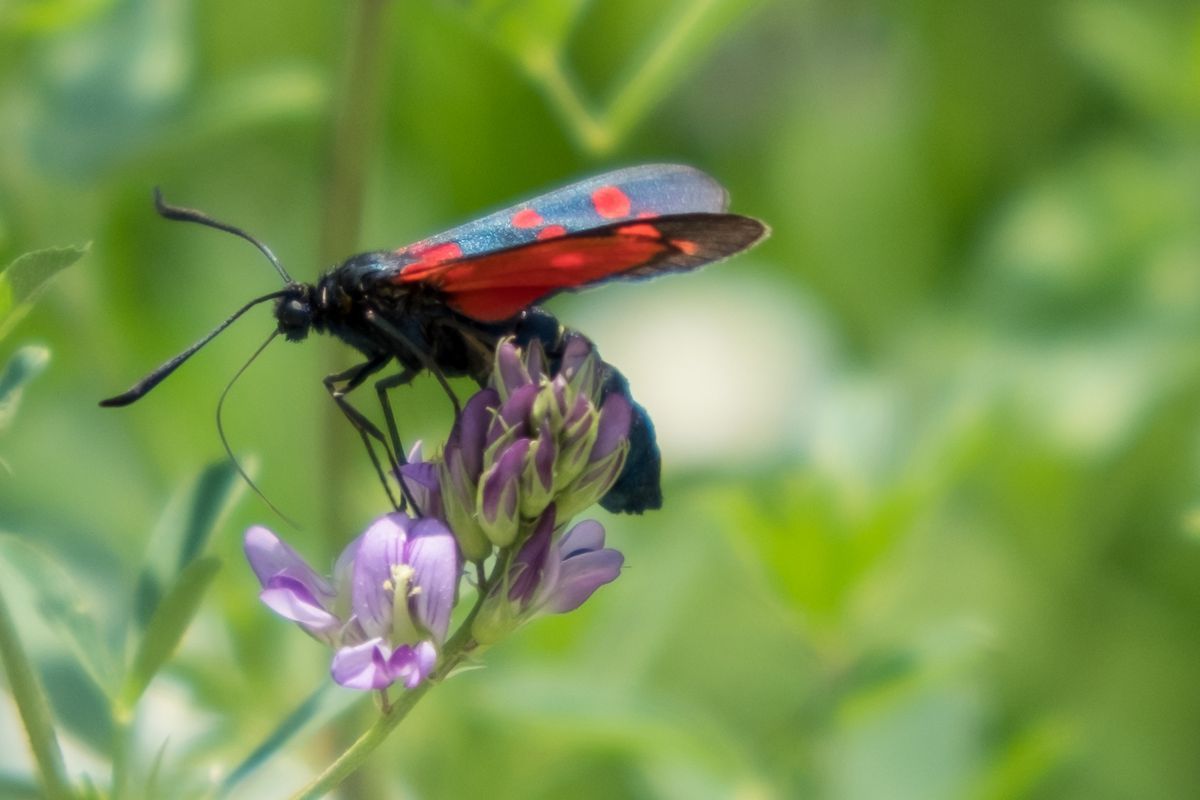 La fauna: gli insetti — foto 11