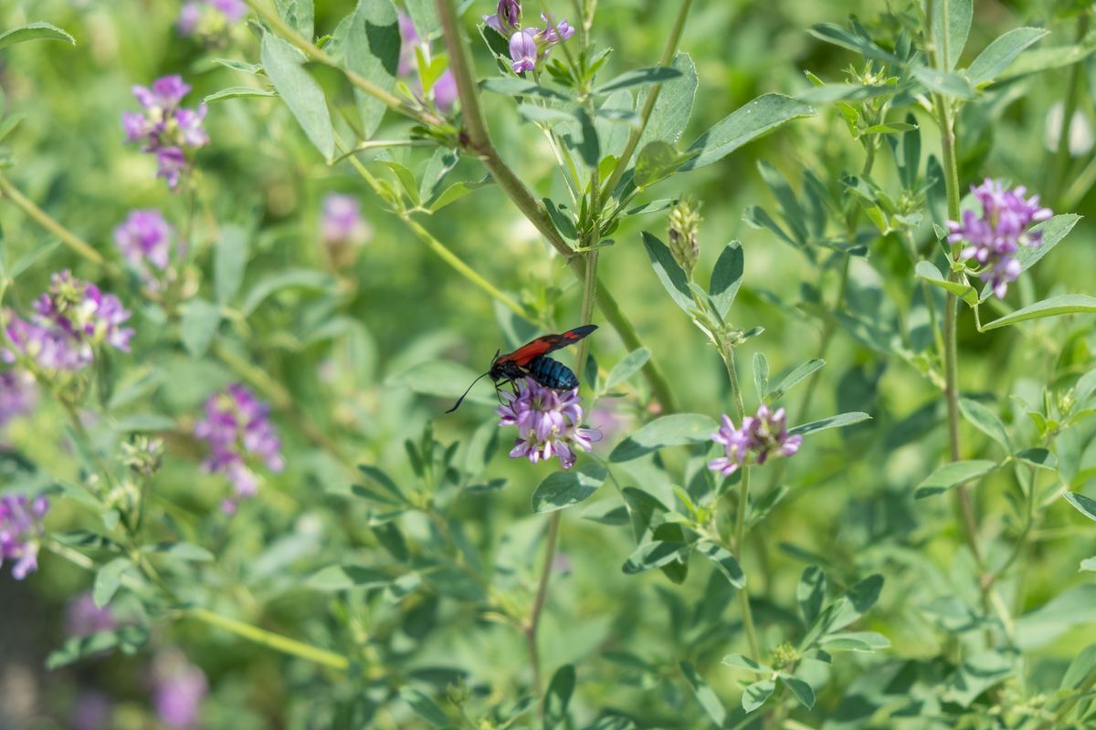 La fauna: gli insetti — foto 12