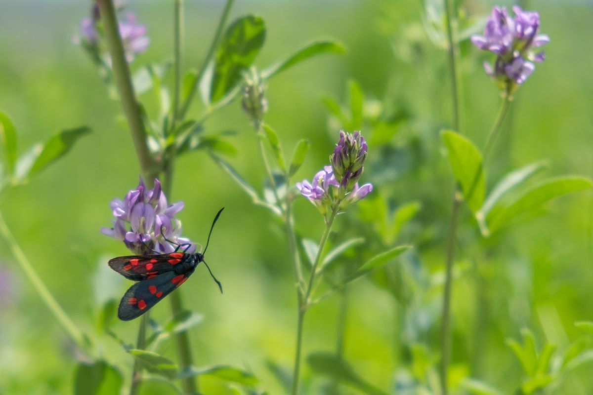 La fauna: gli insetti — foto 13