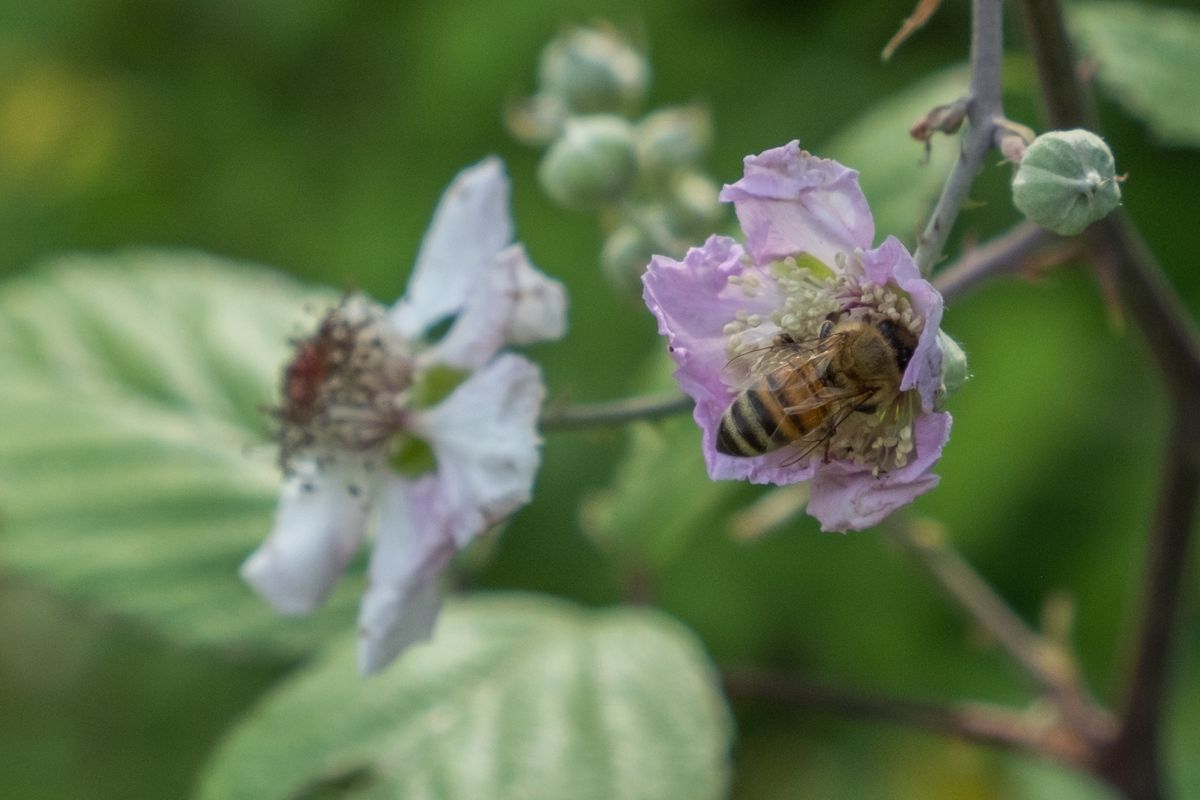 La fauna: gli insetti — foto 14