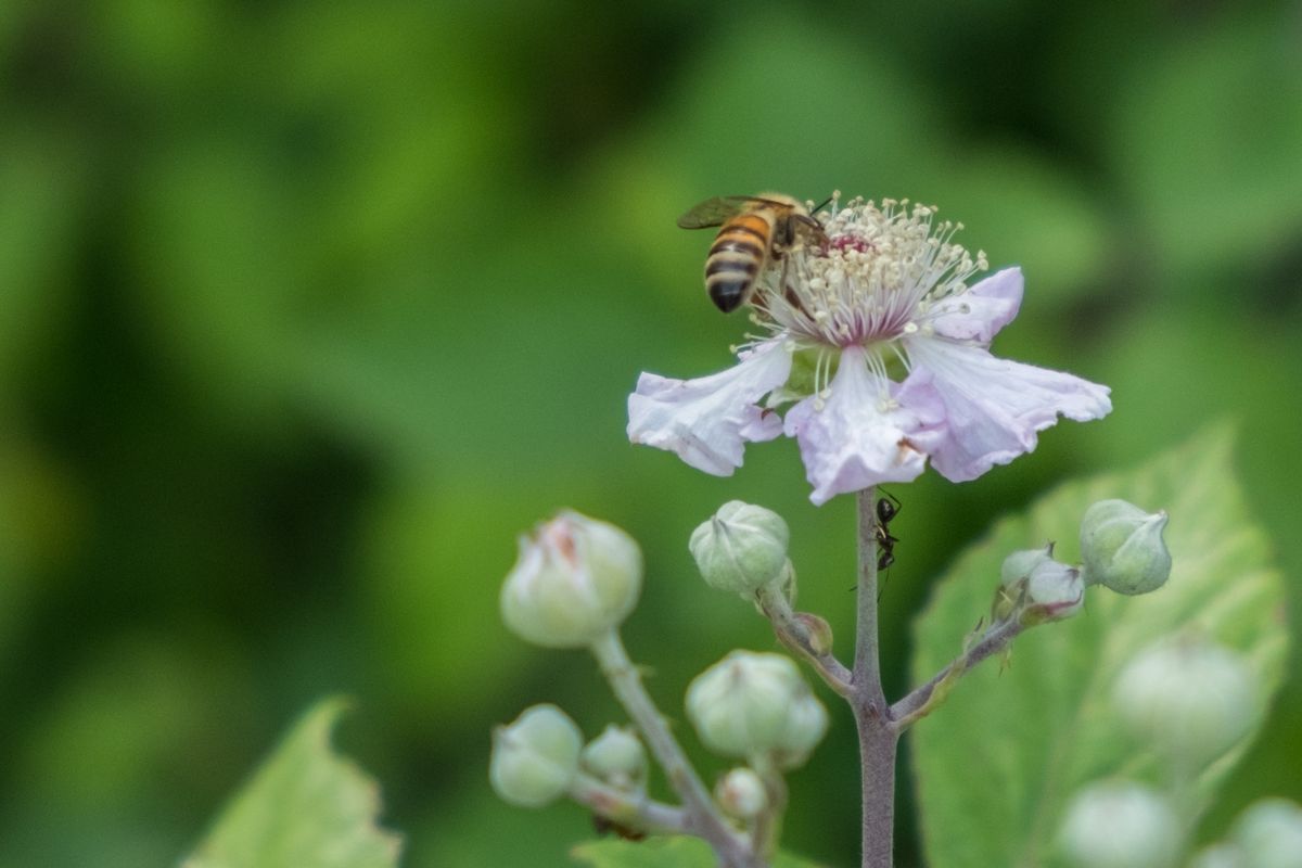 La fauna: gli insetti — foto 15