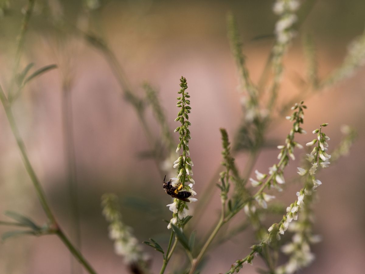 La fauna: gli insetti — foto 16