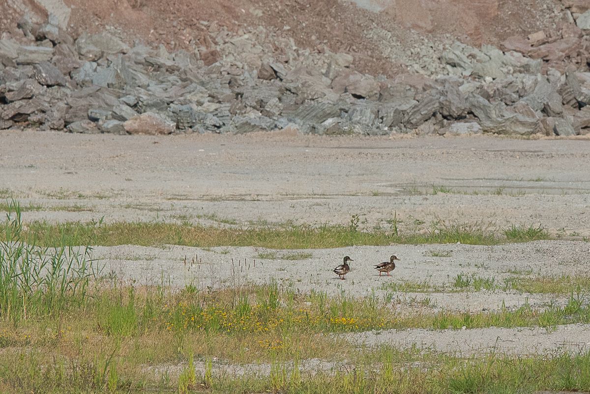 La fauna: gli uccelli