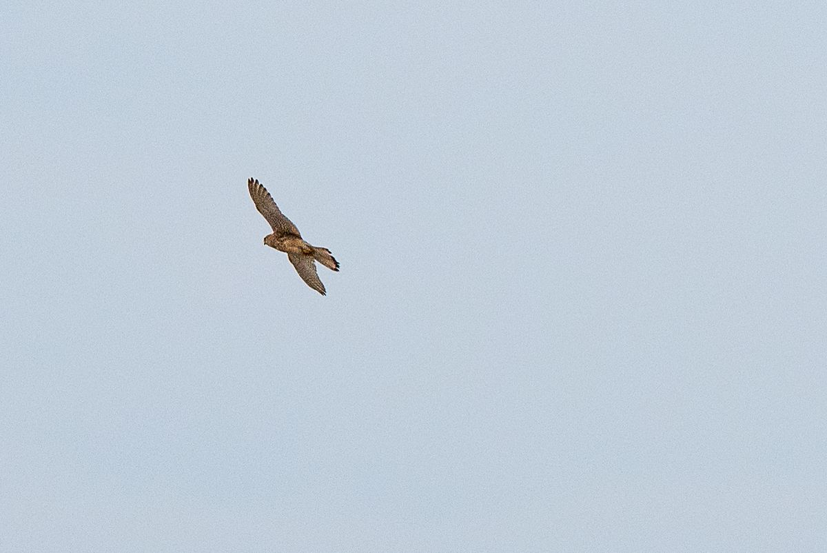La fauna: gli uccelli — foto 2