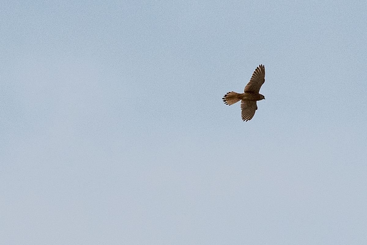 La fauna: gli uccelli — foto 3