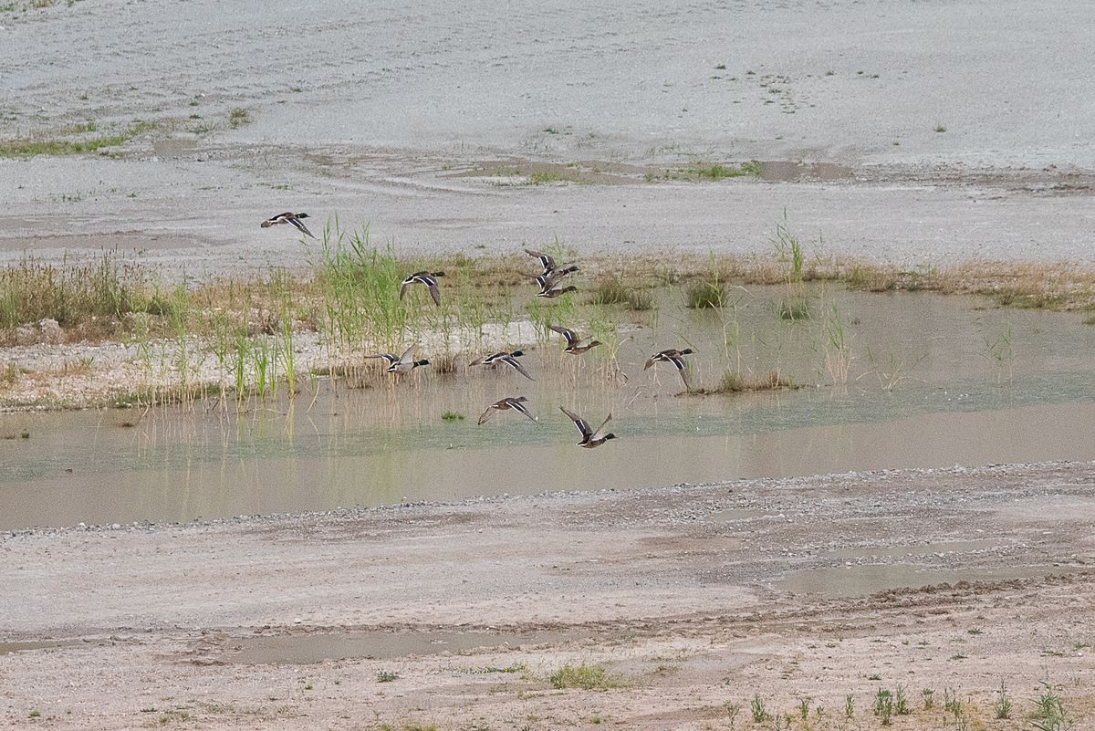 La fauna: gli uccelli — foto 4