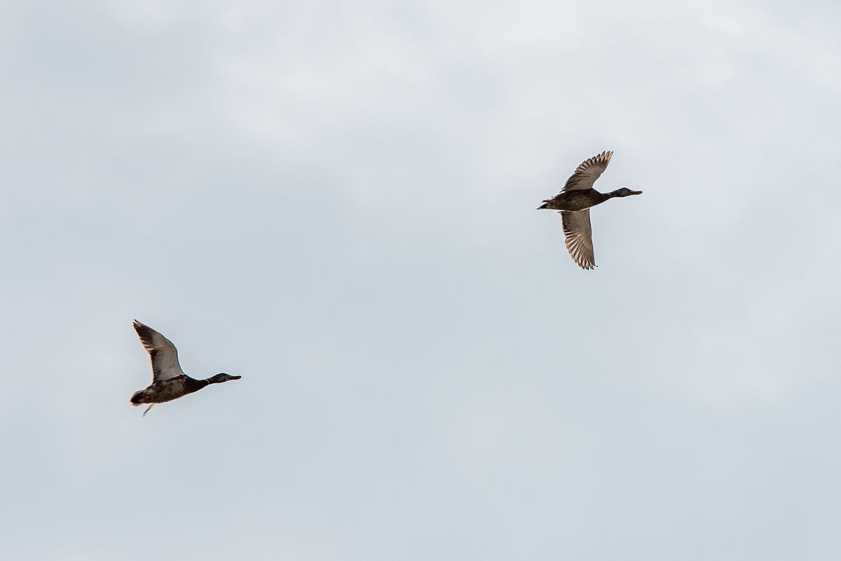 La fauna: gli uccelli — foto 5
