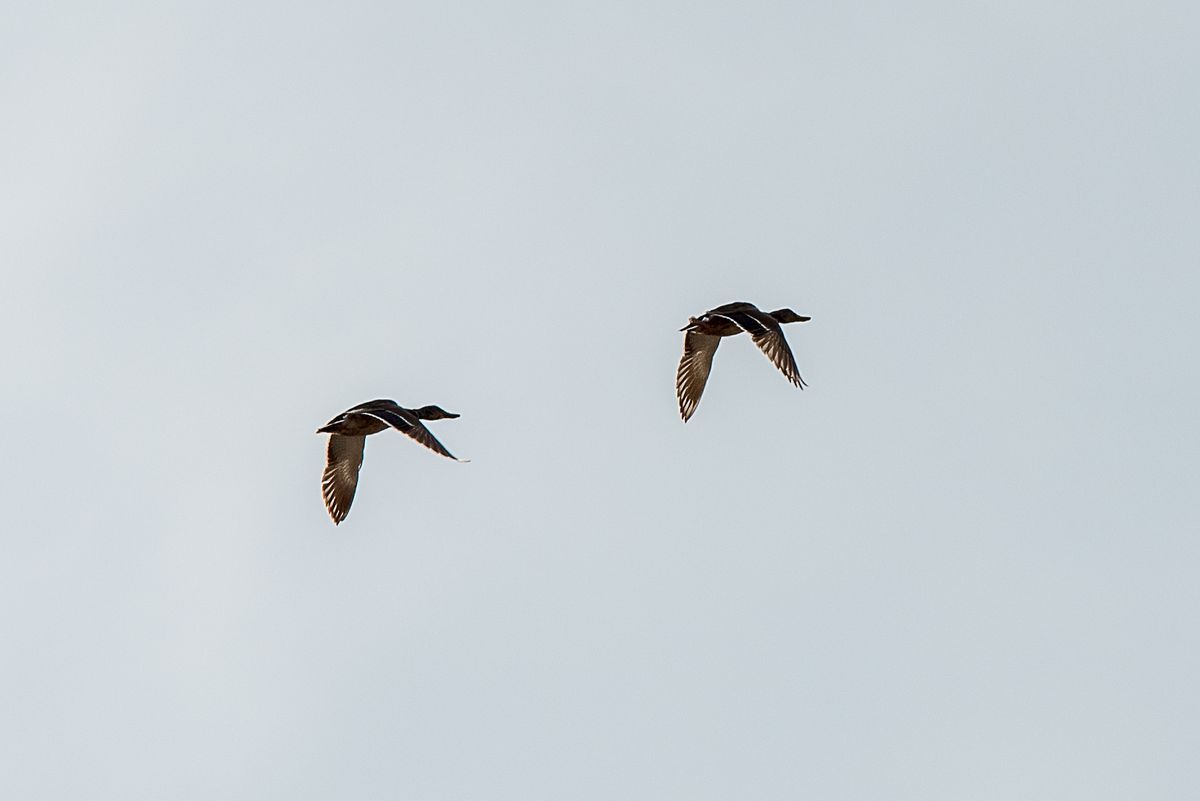 La fauna: gli uccelli — foto 6
