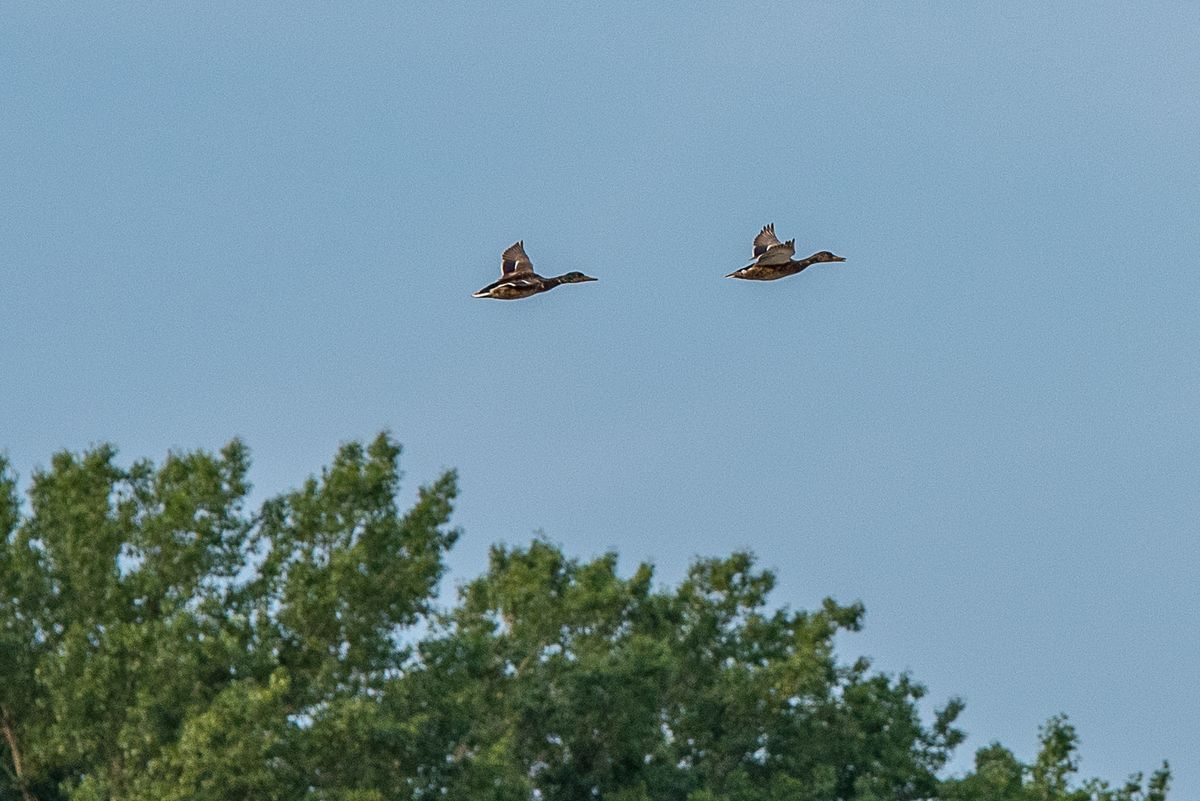 La fauna: gli uccelli — foto 7