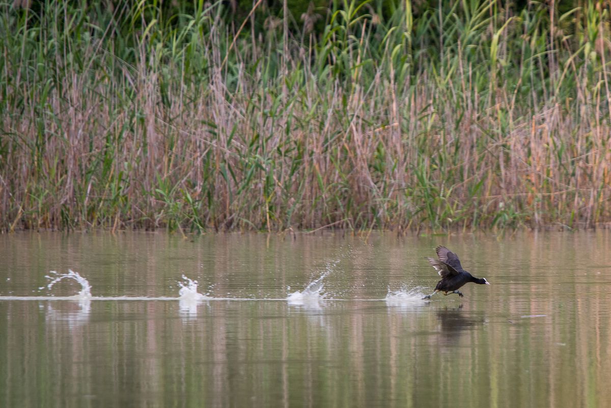La fauna: gli uccelli — foto 8