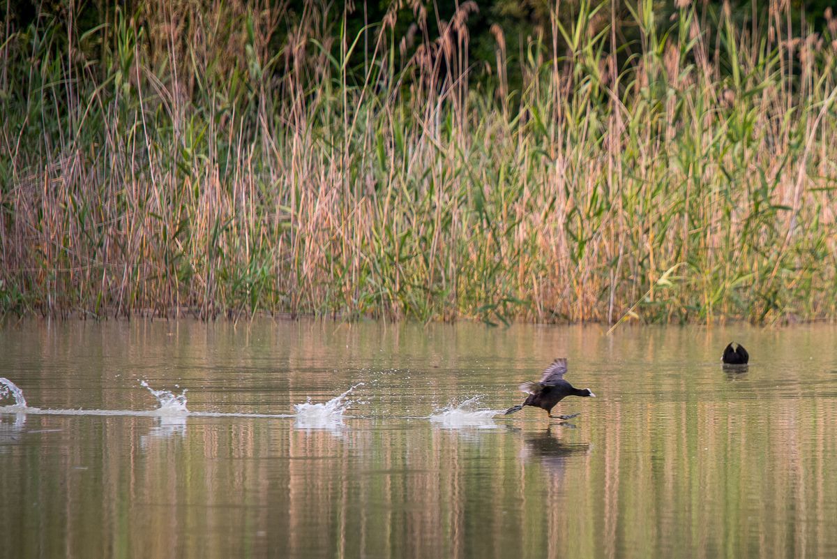 La fauna: gli uccelli — foto 9