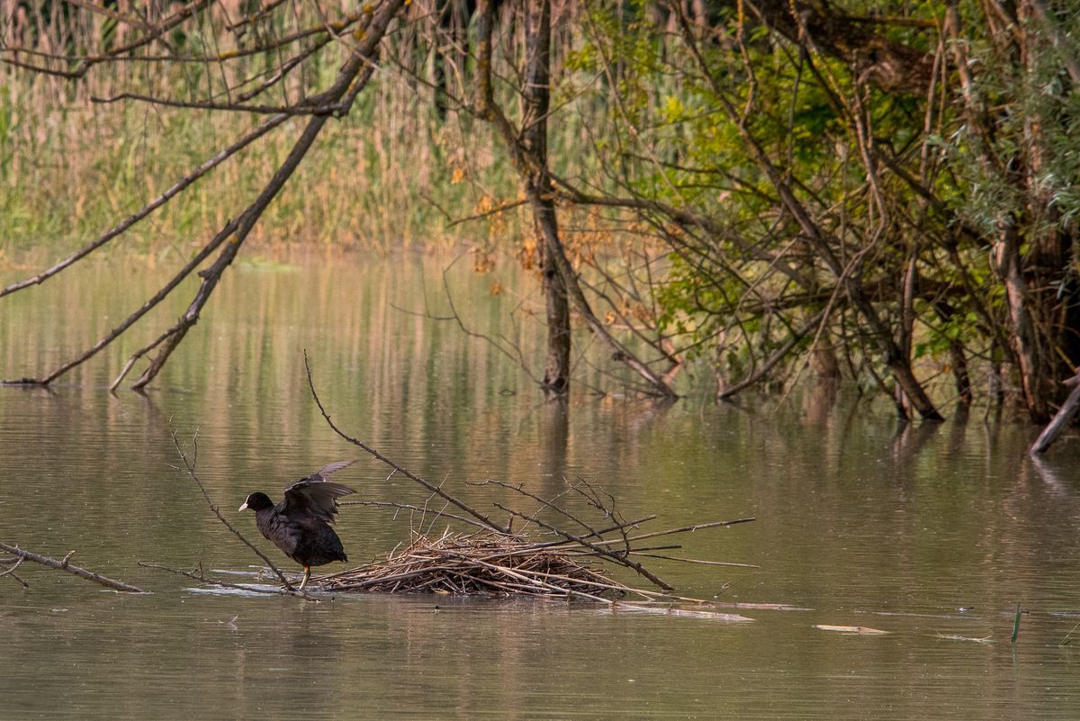 La fauna: gli uccelli — foto 10