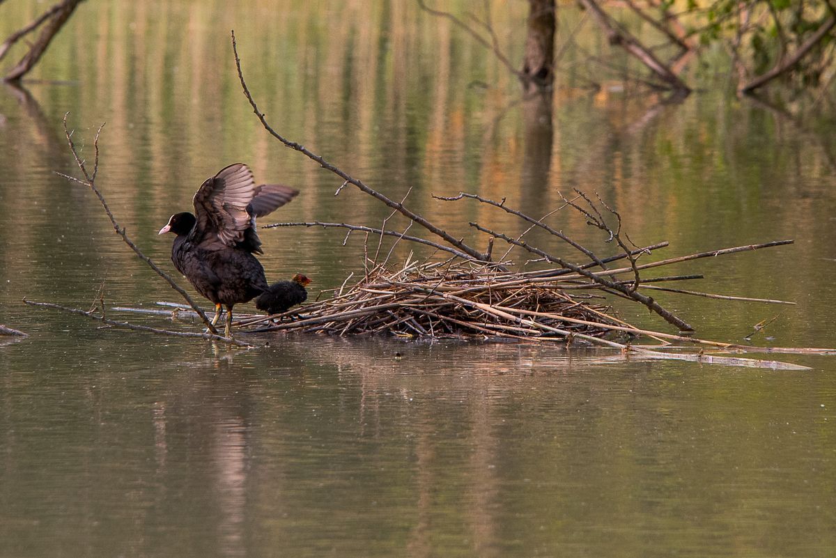 La fauna: gli uccelli — foto 11