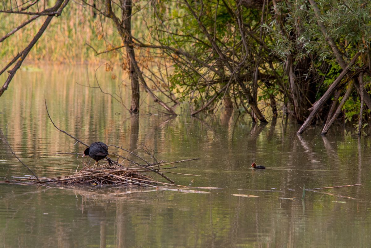 La fauna: gli uccelli — foto 12