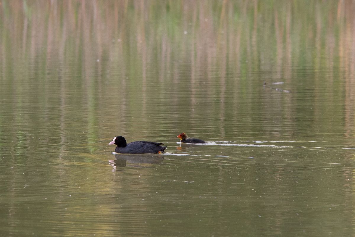 La fauna: gli uccelli — foto 13