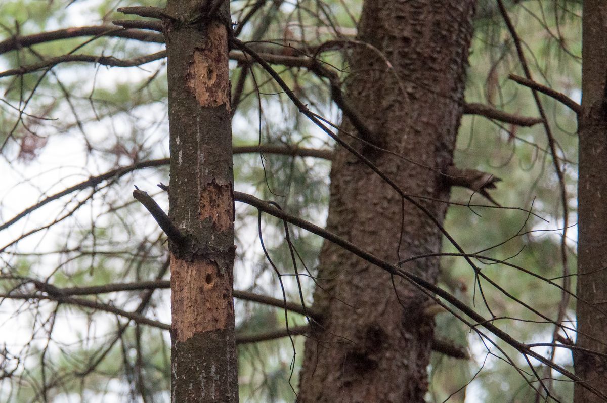 La fauna: gli uccelli — foto 14