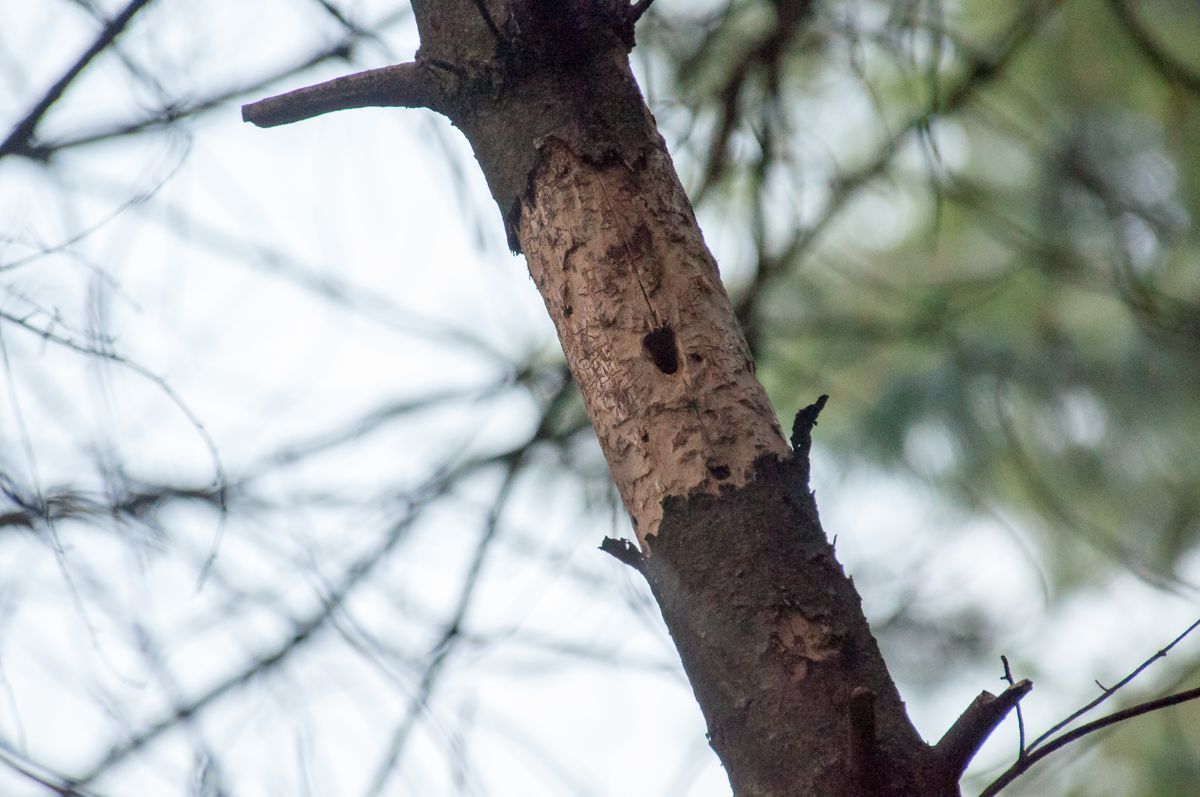 La fauna: gli uccelli — foto 15