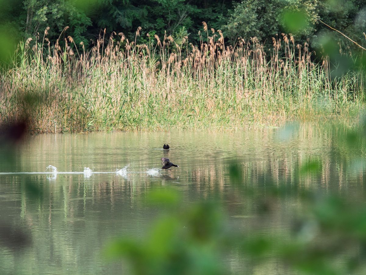 La fauna: gli uccelli — foto 16