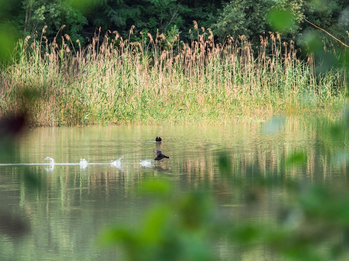 La fauna: gli uccelli — foto 17