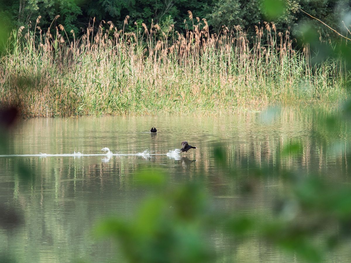La fauna: gli uccelli — foto 18