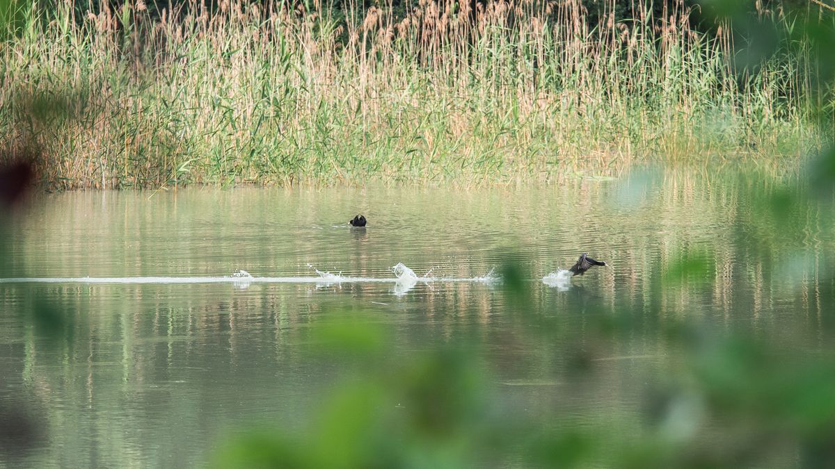 La fauna: gli uccelli — foto 19