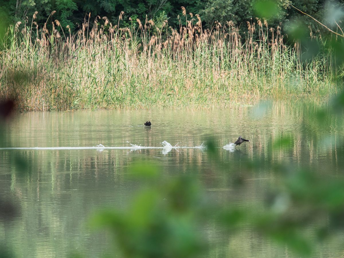 La fauna: gli uccelli — foto 20