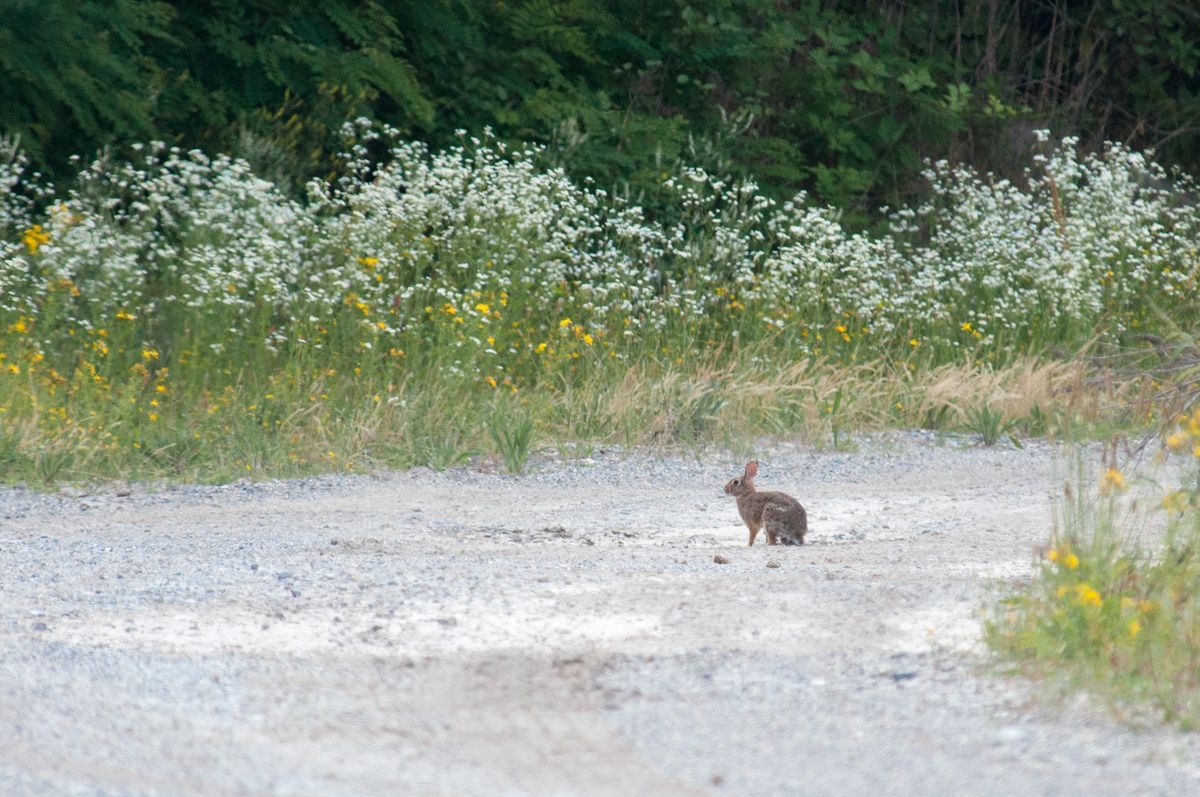 La fauna: i mammiferi