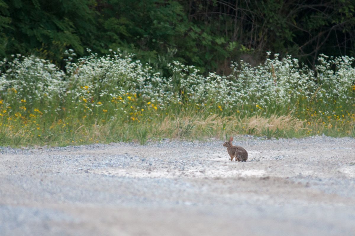 La fauna: i mammiferi — foto 2