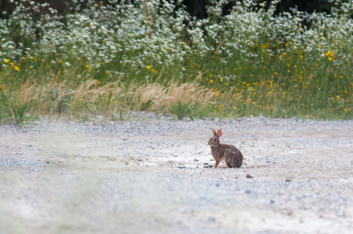 La fauna: i mammiferi — foto 3
