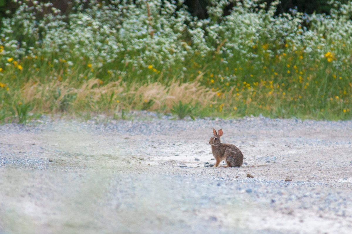 La fauna: i mammiferi — foto 4