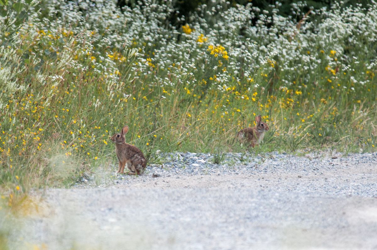 La fauna: i mammiferi — foto 5