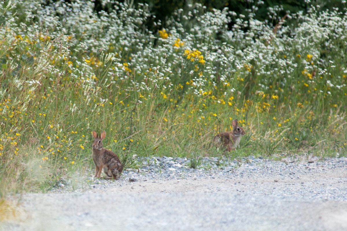 La fauna: i mammiferi — foto 6