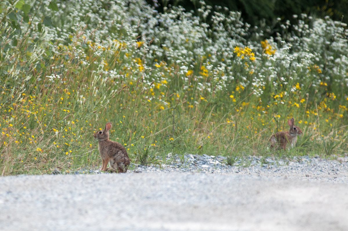 La fauna: i mammiferi — foto 7