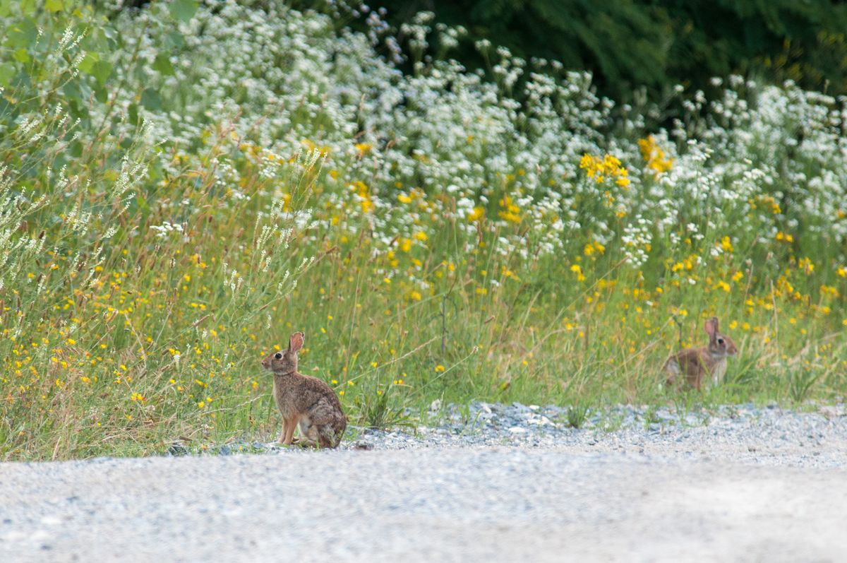 La fauna: i mammiferi — foto 8