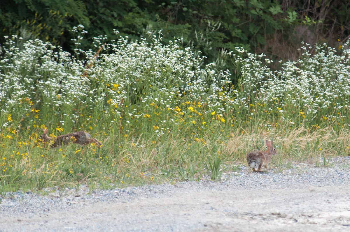 La fauna: i mammiferi — foto 9