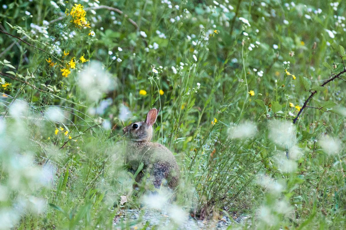 La fauna: i mammiferi — foto 10