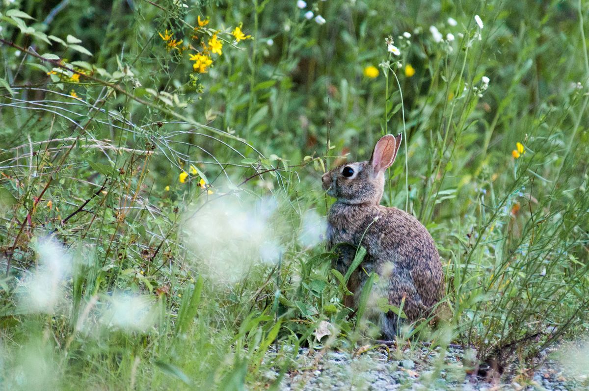 La fauna: i mammiferi — foto 11