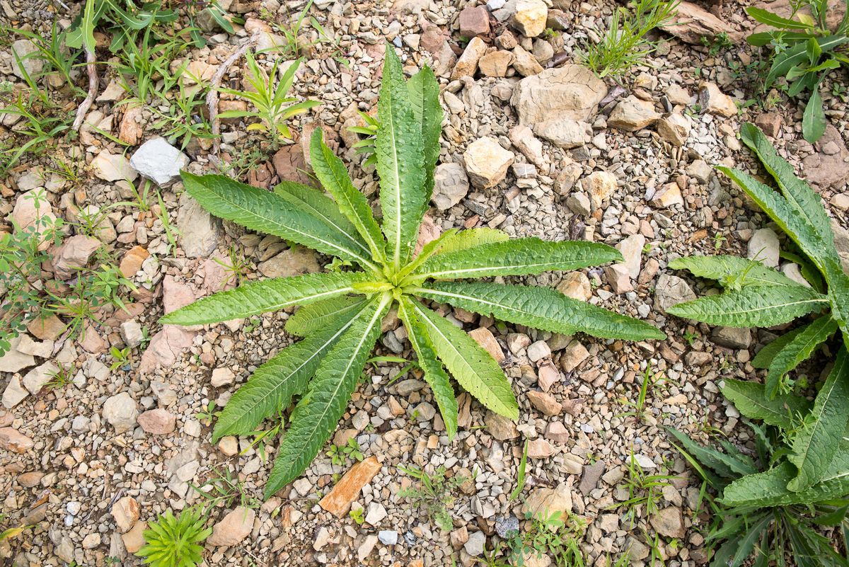 La flora — foto 2