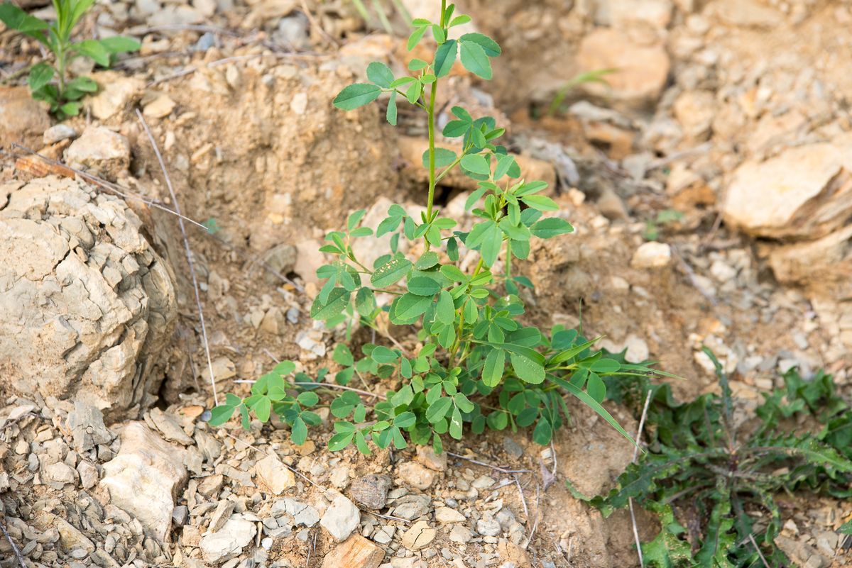 La flora — foto 3